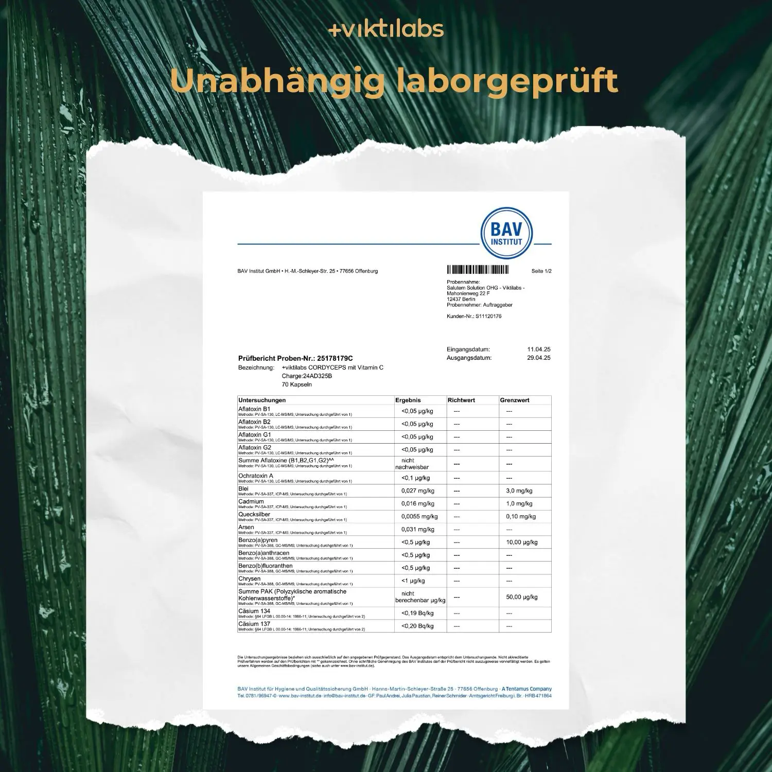 Premium Cordyceps: Vitalpilz mit Vitamin C - Image 17