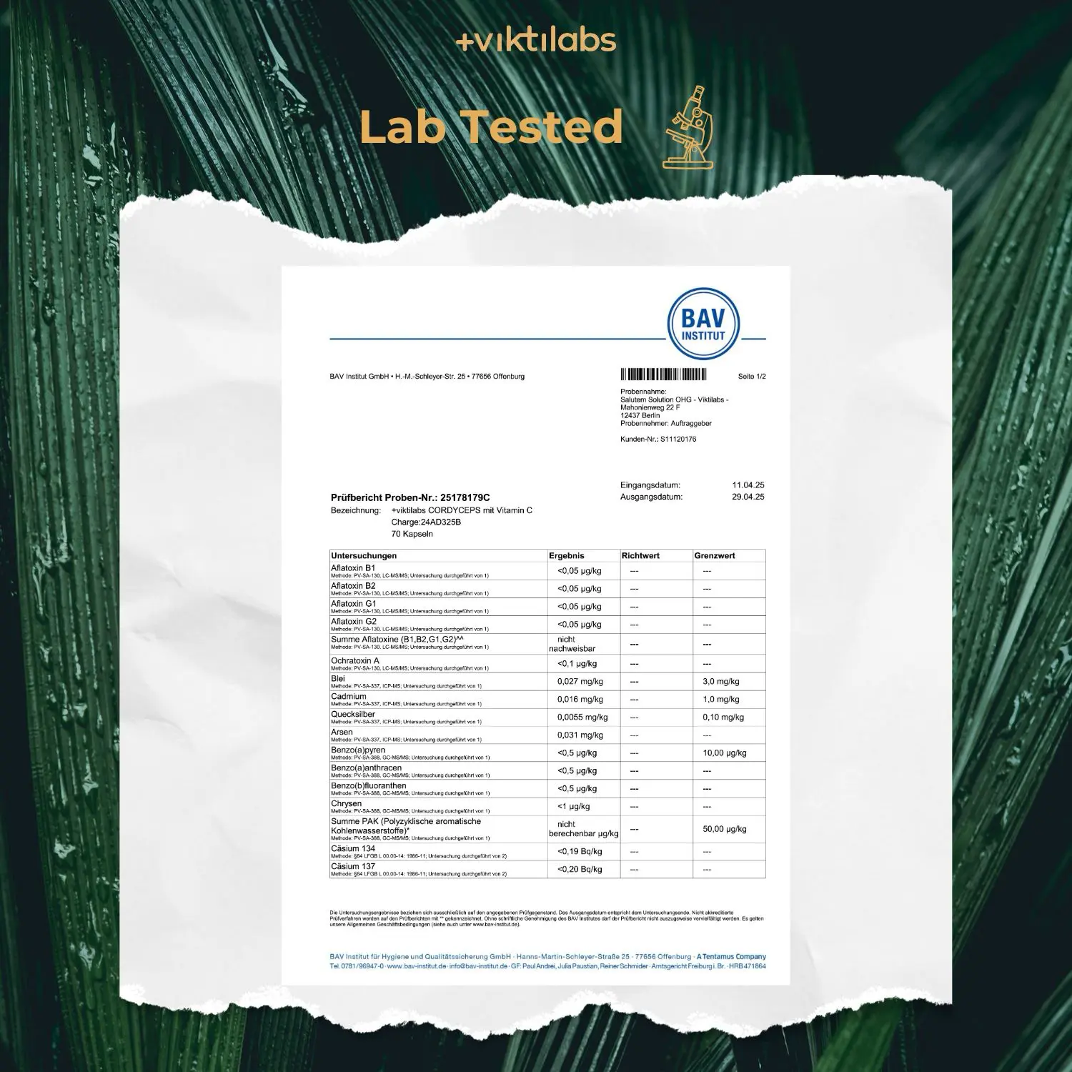Premium Cordyceps: Vitalpilz mit Vitamin C - Image 19
