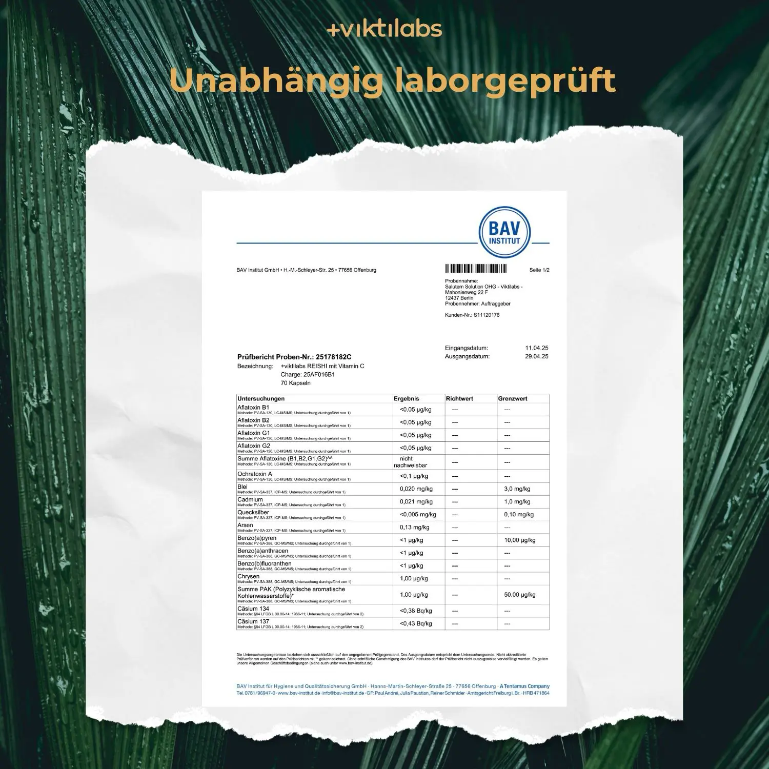 Premium Reishi: Vitalpilz mit 100% natürlichem Vitamin C - Image 19